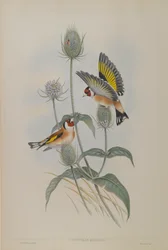 Carduelis Elegans - gullfink